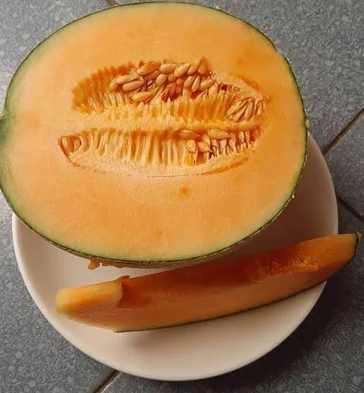 
Current Crop Fresh Yellow Cantaloupe King Melon With Green Skin Summer Fruit Good Holiday Juice 