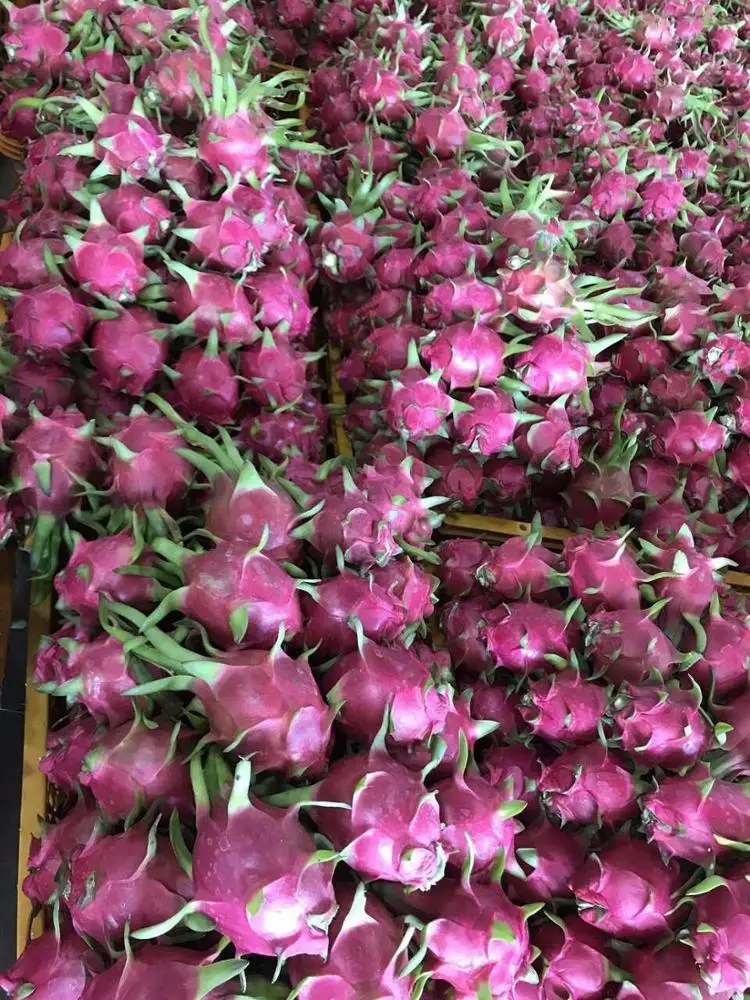 FRESH DRAGON Dragon Fruit Grade 1 Grade Red Skin Natural, Red or White (inside) Natural Sweet COMMON Cultivation 300