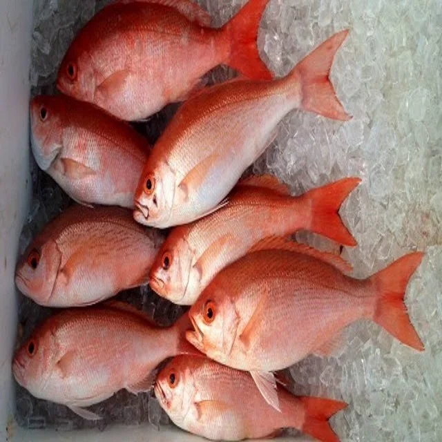 FROZEN  RED SNAPPER WHOLE /GILLED/GUTTED FOR SALE  AT PREMIUM QUALITY FISH EXPORTER OF INDIA