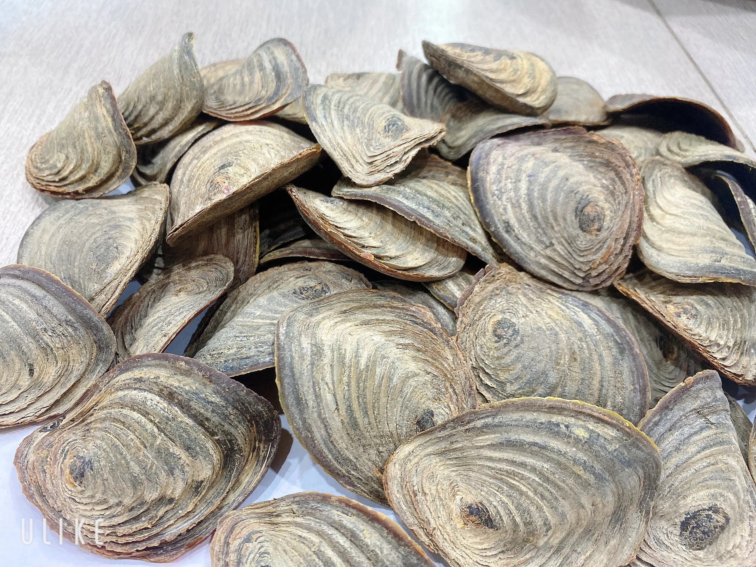 Лидер продаж улитка сушеные ракушки/ракушки CHICOREUS RAMOSUS RAMOSE MUREX OPERCULUM