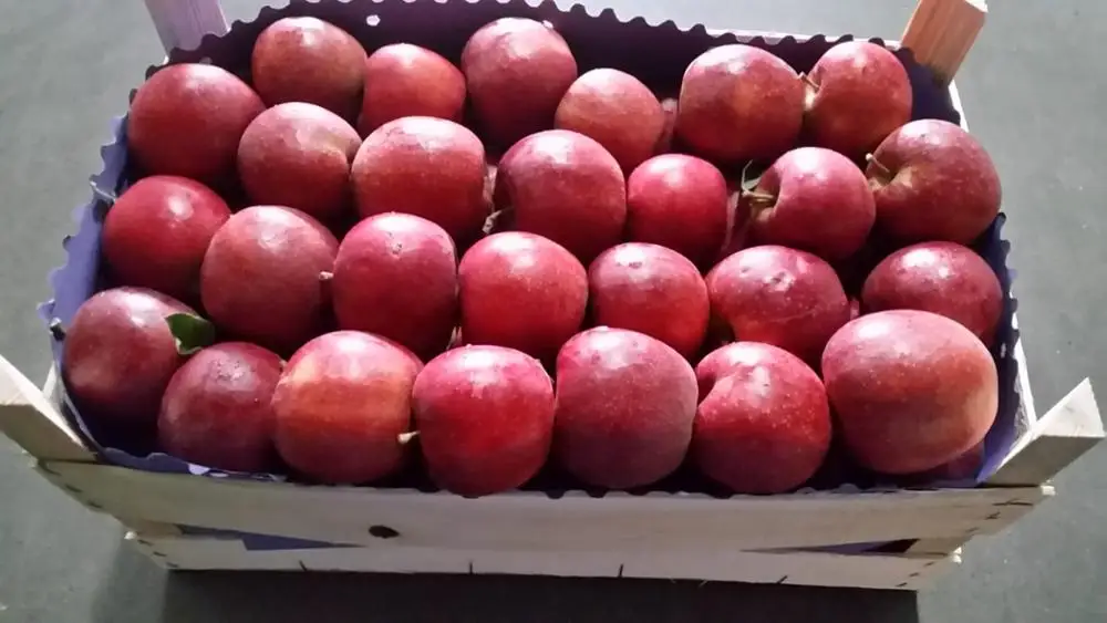 Fresh Apples RED JONAPRINCE