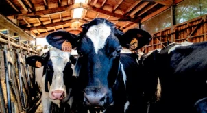 
High Quality Parmigiano Reggiano Italian Cheese 60 Months 4,5 kg 