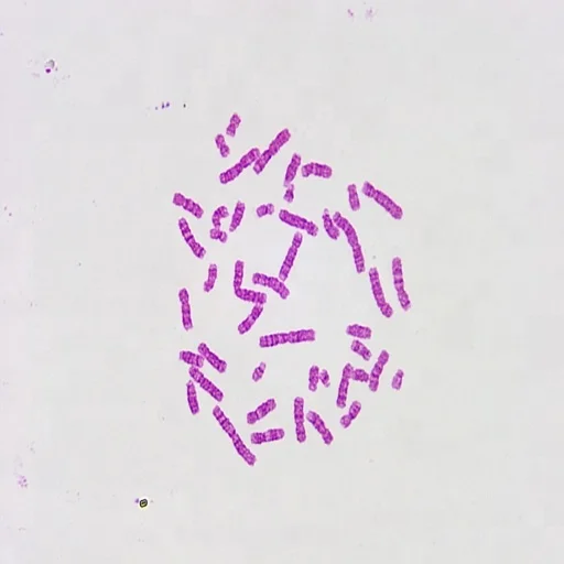 Human Histology Microscope Slides (100pcs)