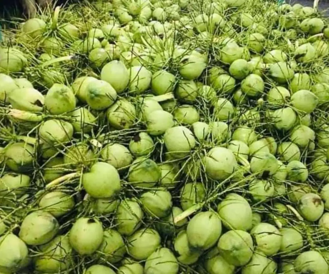 Полуочищенный зрелый кокосовый орех/кокосовый орех, свежий зрелый кокосовый орех