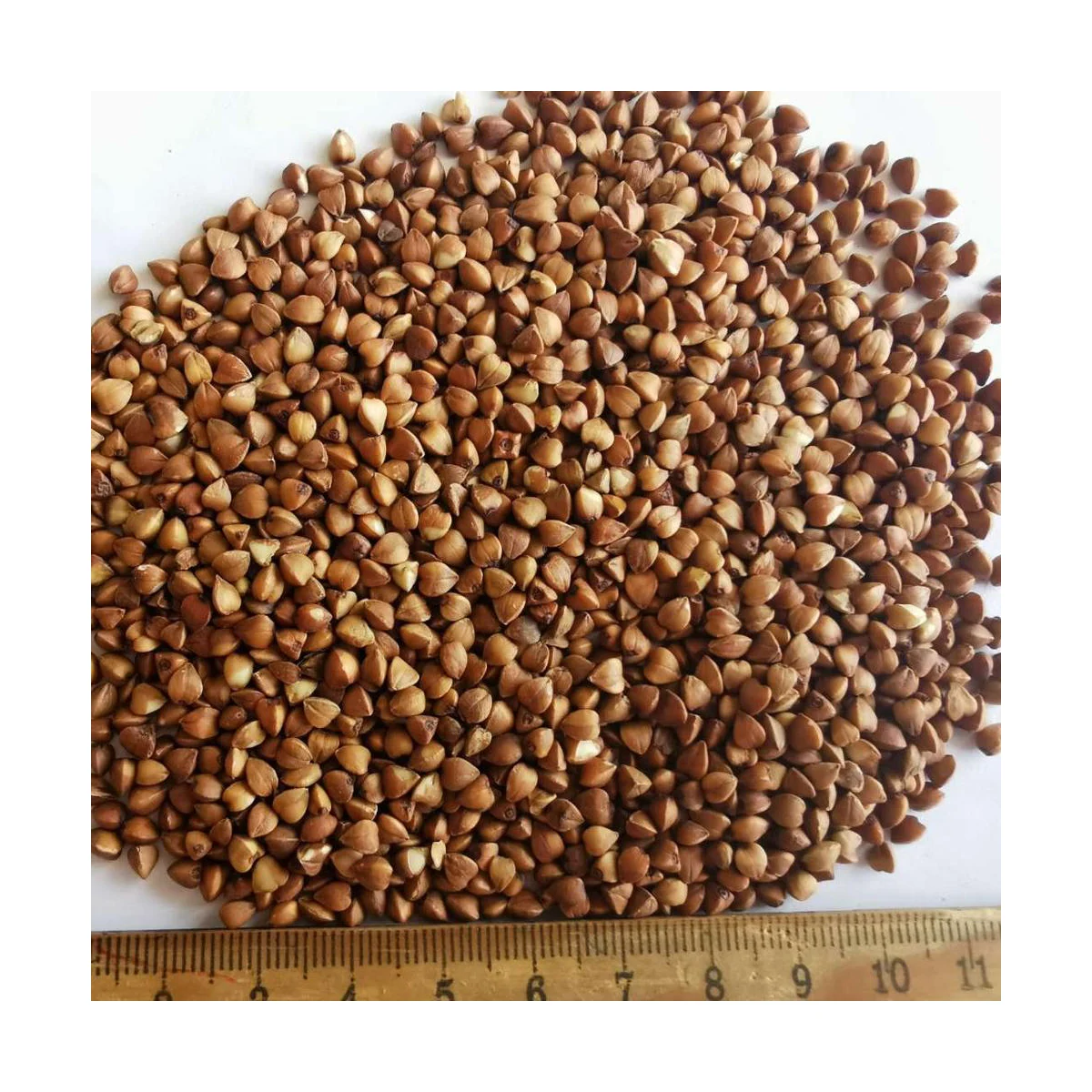 OEM Premium Grade Wholesale Flavors Buckwheat Tea Yellow Black Buckwheat