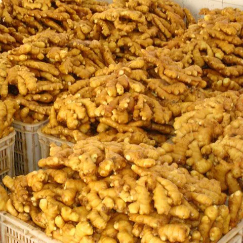 
Ginger Supply from india 