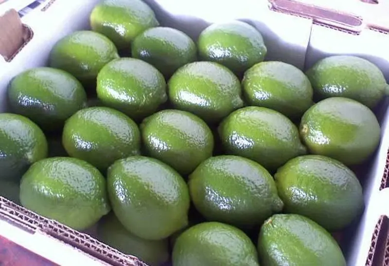 Fresh High Quality Green Seedless Persian Lime for