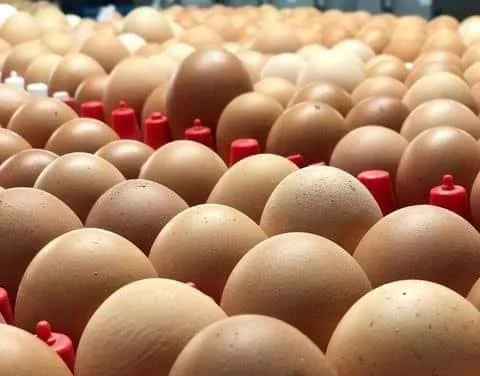 Fresh Chicken Table Eggs & Fertilized Hatching Eggs, White and Brown eggs