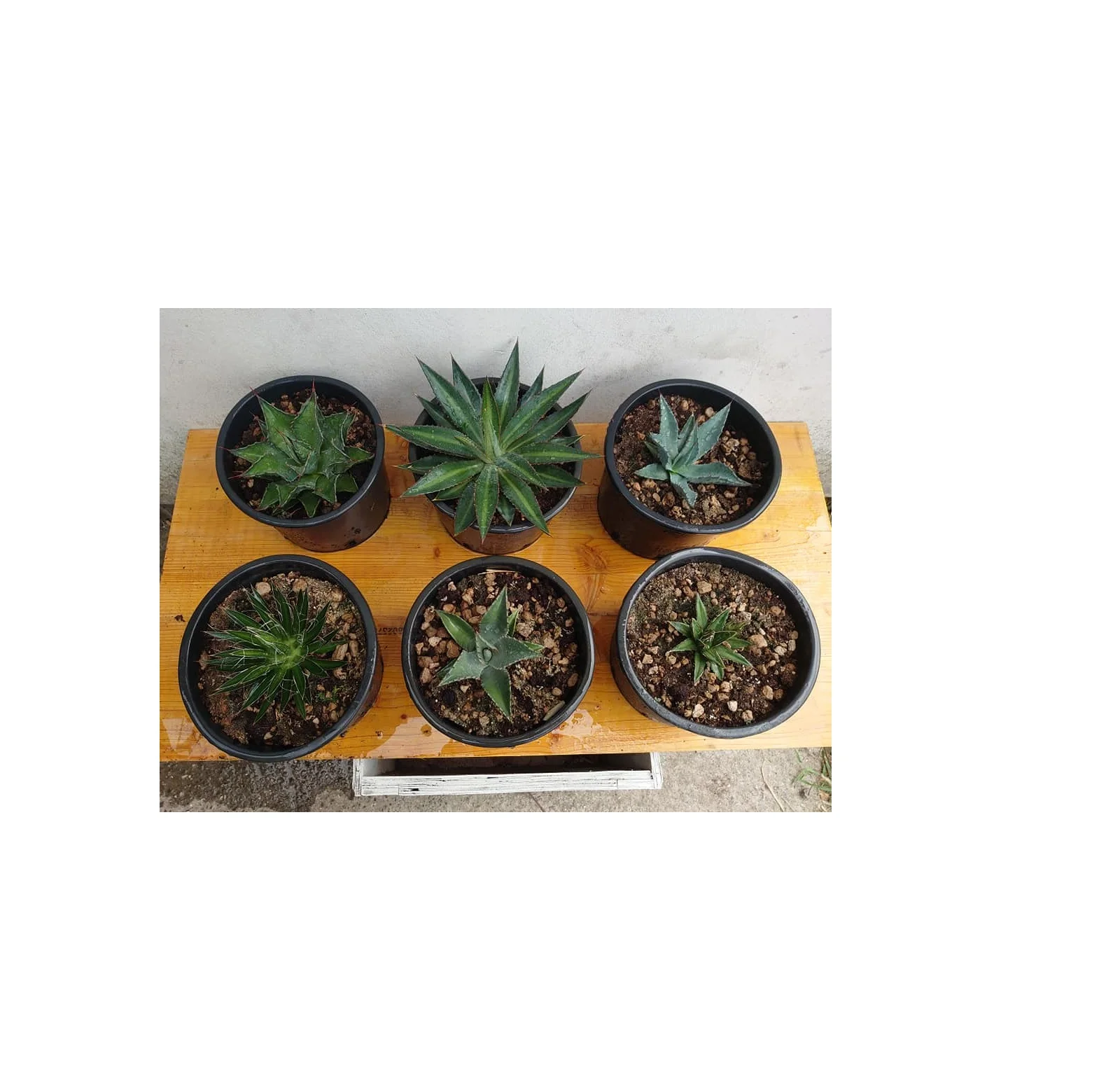 
Ornamental Plants for Sale Agave Plant For Home And Garden 6 Different Plants Natural Tree For Sale 