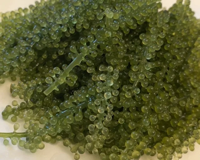  Свежий каулерпы lentillifera/LATO-Премиум LATO морской виноград/морской виноград от Вьетнам (г-жа Деми + 84 961733400)