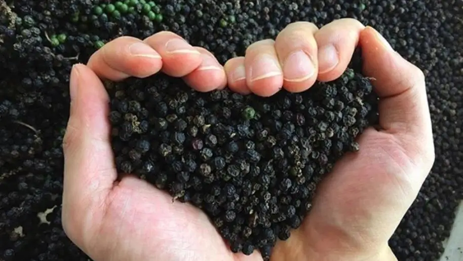 Pepper 2022 from Vietnam Pepper Black Spicy Single Herbs & Spices Dried Raw Allspice 5000 Kg Round with 2-3 Year Shelf Life