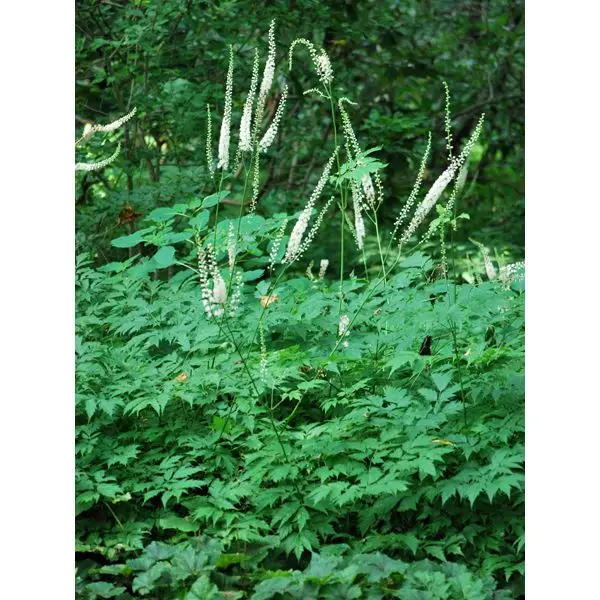 
Actaea racemosa (Snakeroot) Perennial, Size-#1 Container, White Flowers 