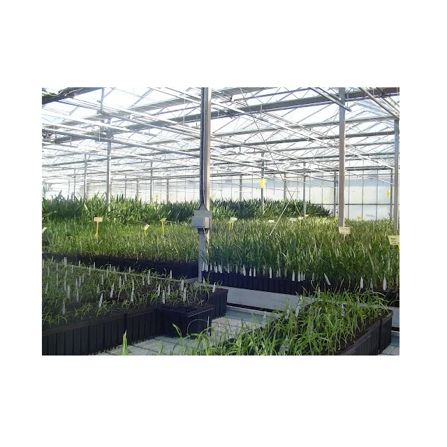 Low Maintanence Tissue Culture Date Seedlings