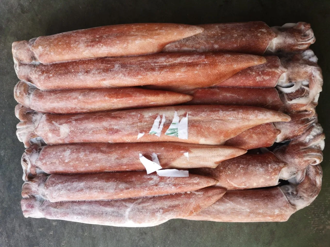 Высококачественный морской кальмар из Индонезии замороженный