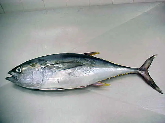 Wholesale Top Quality Skipjack Tuna Fish In Cheap Price