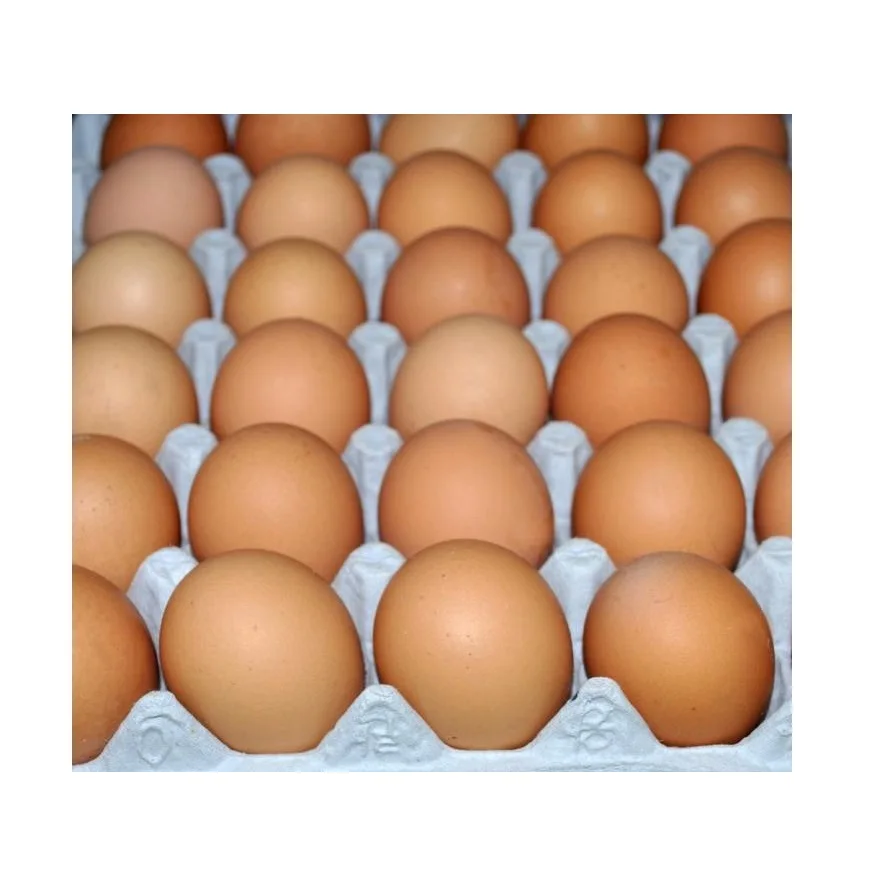 quality Fresh Brown and White Halal Kosher eggs