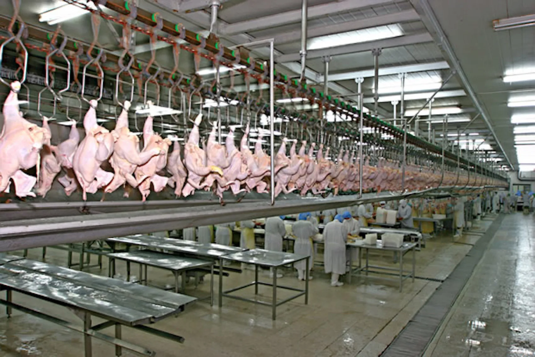 Factory Price Frozen Chicken Feet/Paws from Brazil for sale