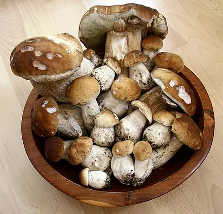 
Quality Dried boletus edulis,Boletus edulis Mushroom Mycelium 