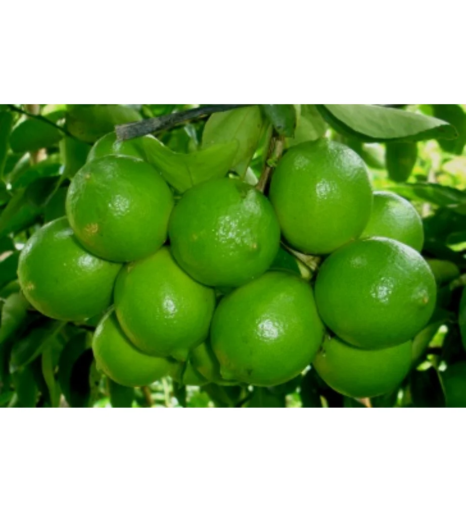 Оптовая продажа, Лучшая цена, свежий лимон без семян, свежий зеленый лимон, экспортное качество