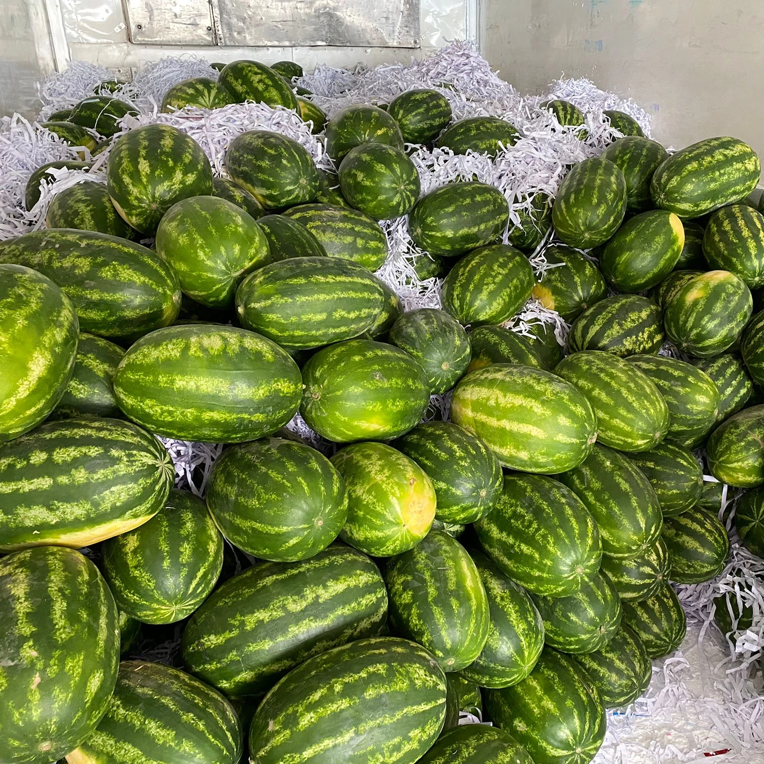 WHOLESALE TURKISH TOP QUALITY SWEET JUICY WATERMELON
