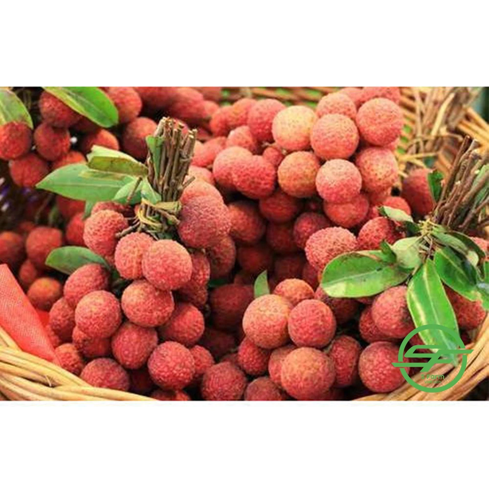 Export of agricultural products Fresh lychee products in bulk from Vietnam (10000007691807)