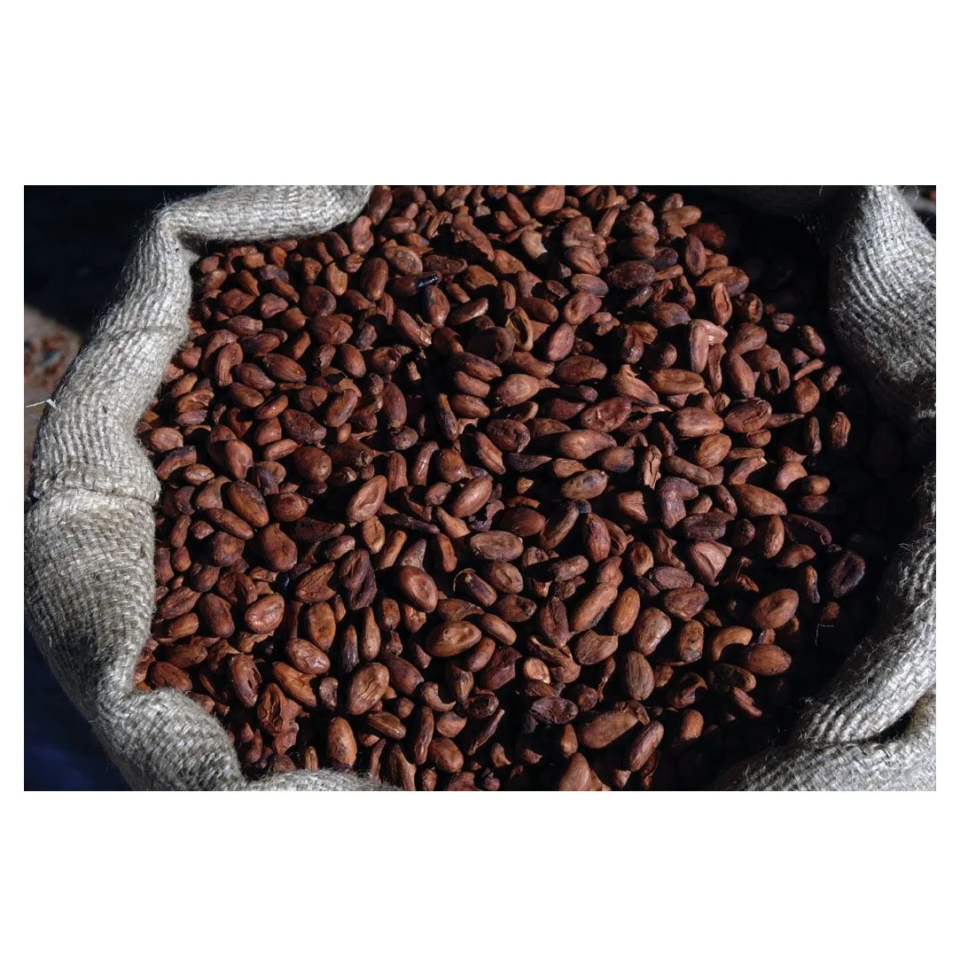 
Best Factory Price Of COCOA BEANS Available In Bulk Stock With Custom Packing 