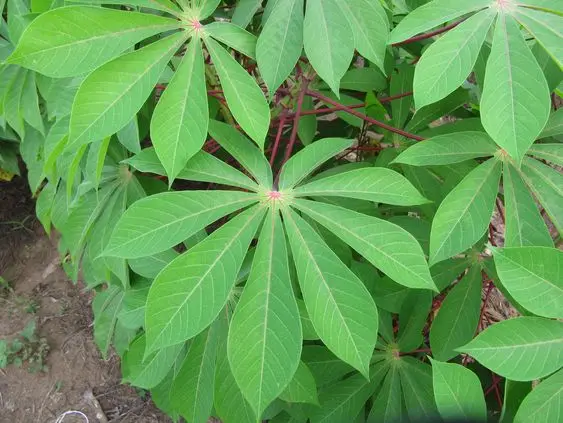 Natural Cassava Farm With Best Price In Vietnam - Ms. Elaine +83 375 431 541