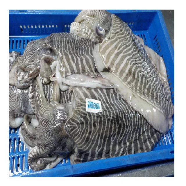 Block frozen cuttlefish whole from India
