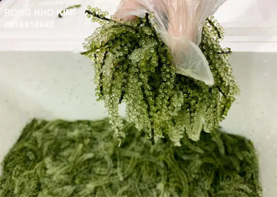 [Новинка] дегидратированный морской виноград/лато-водоросли/лучшее качество/Ms. Май + 84 904183651 года