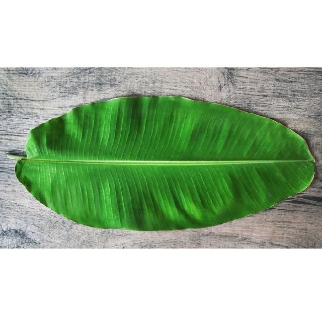 100% natural fresh banana leaf from India export banana leaves best price in India