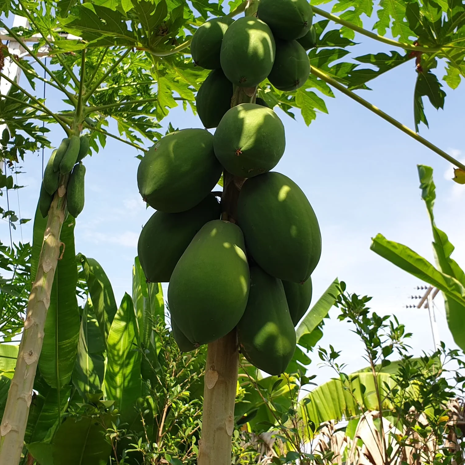
Top Selling Premium Export 0.8 - 1 kg Organic Fresh Hawaii Papaya From Thailand 
