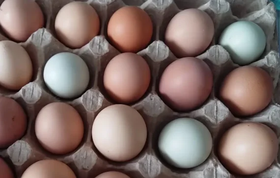 Fertilized egg of special chicken breed Nun Fizan from Turkey best price High Quality