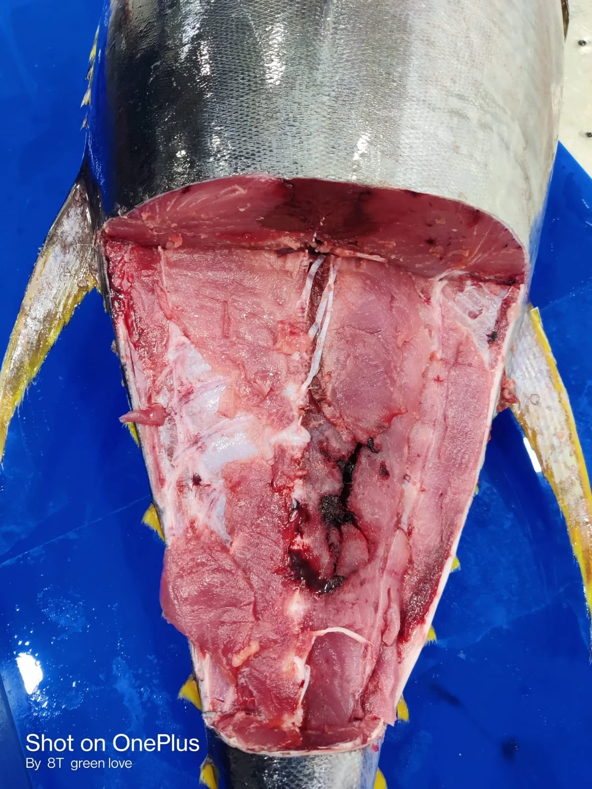 Высшее качество замороженный желтый тунец высшего качества с стандартной упаковкой