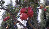 POMEGRANATE-- At a cheaper fob price 2021