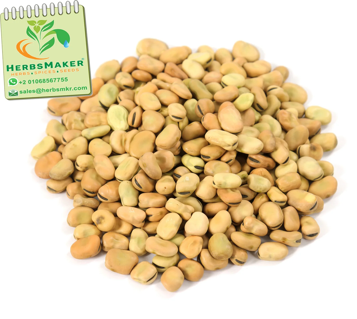 (BROAD BEANS) NEW CROP HIGH QUALITY EGYPTIAN SORTEX CONVENTIONAL AND ORGANIC VERY COMPETITIVE PRICE