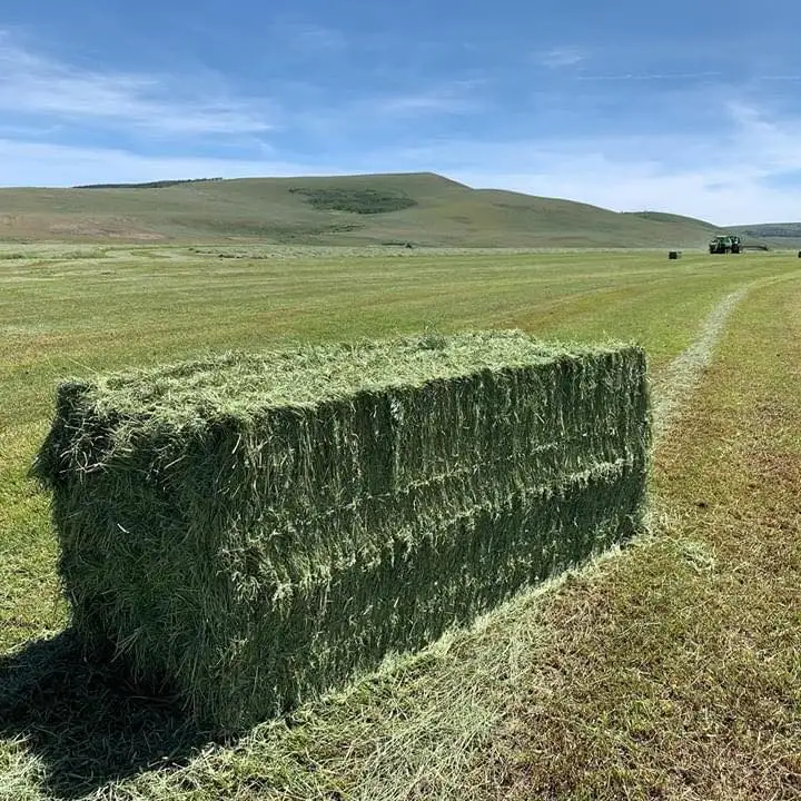 Альфальфа из Турции
