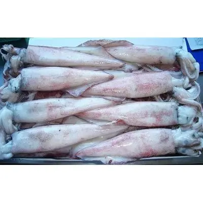 Замороженный кальмар из Индонезии, высококачественный медицинский кальмар