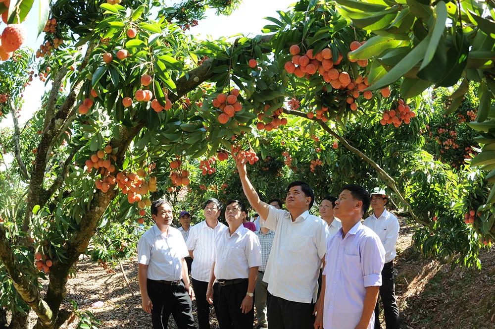  Органическая 100% свежая специальная кухня личи со сладким вкусом из Вьетнама
