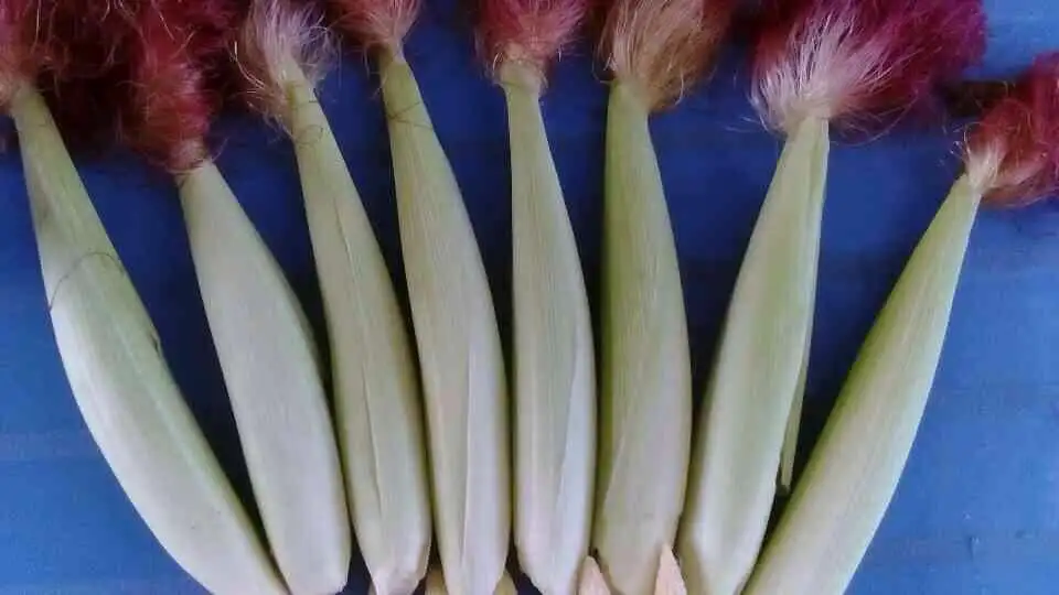 HASU Best Choice High Quality New Crop Frozen Fresh Baby Corn Shipping From Viet Nam