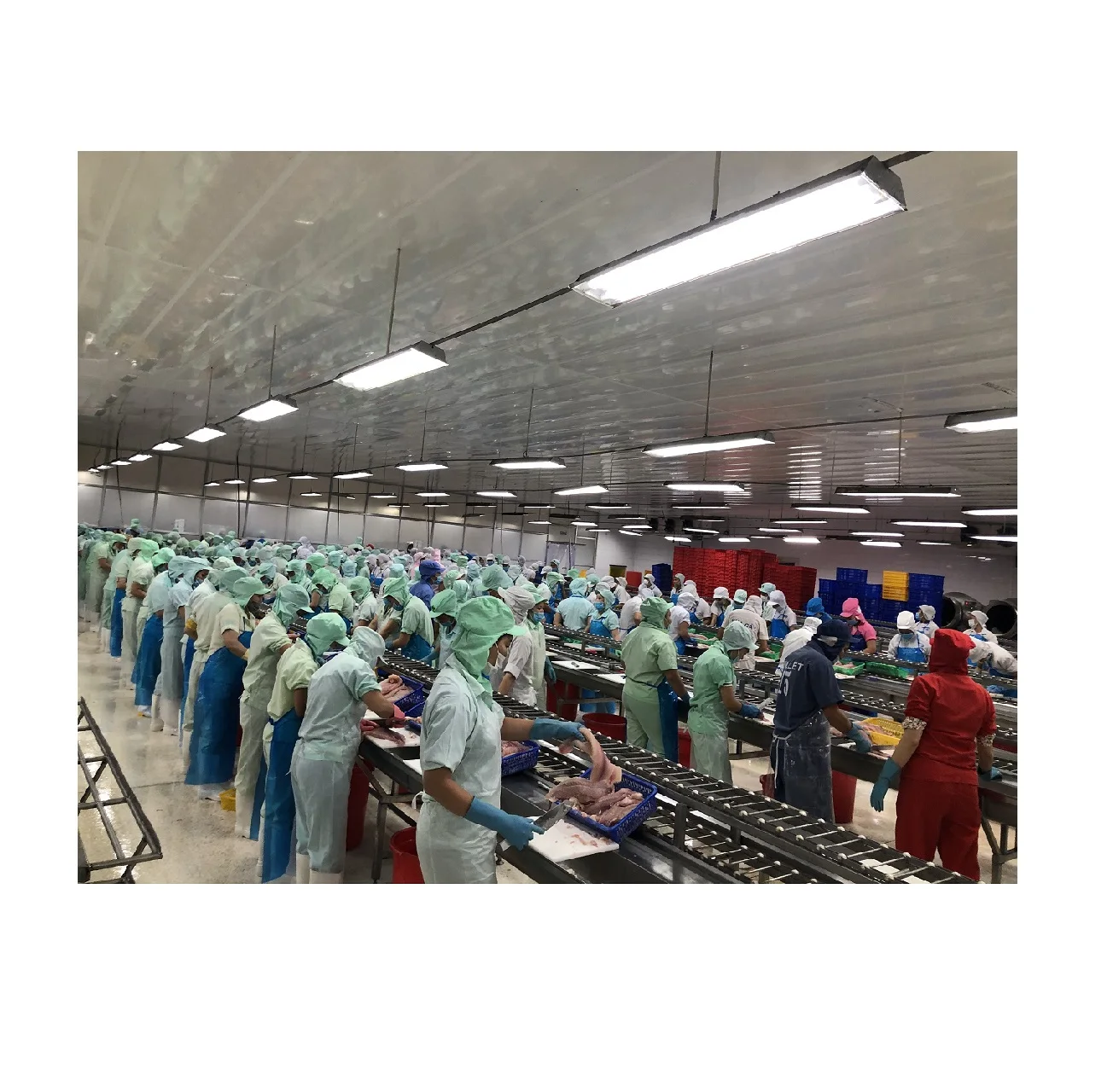 
 Производитель Pangasius hypophthalmus/ Basa fish/Крем Dory fish Steak из Вьетнама  