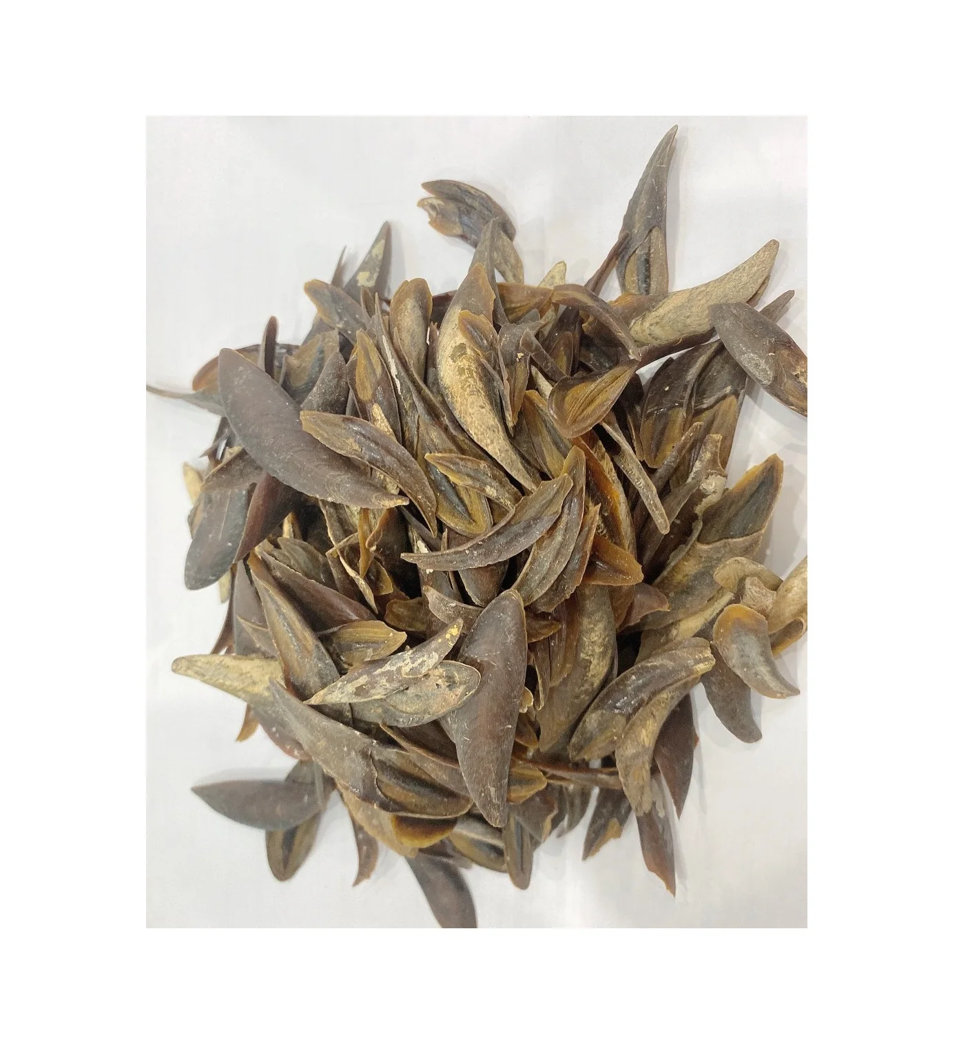 Efficient Production To Bahrain Operculum Black Conch Shell