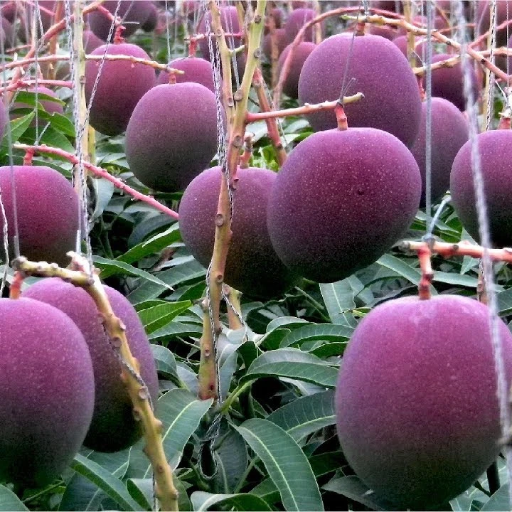 Miyazaki манго в наличии...