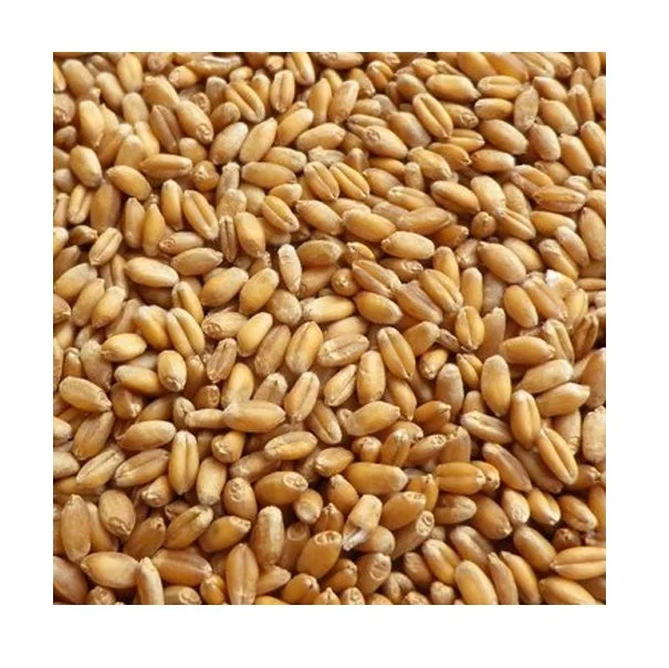 Exporter and Manufacturer of Top Quality Organic Soft Wheat Grain For Bulk Seller from India