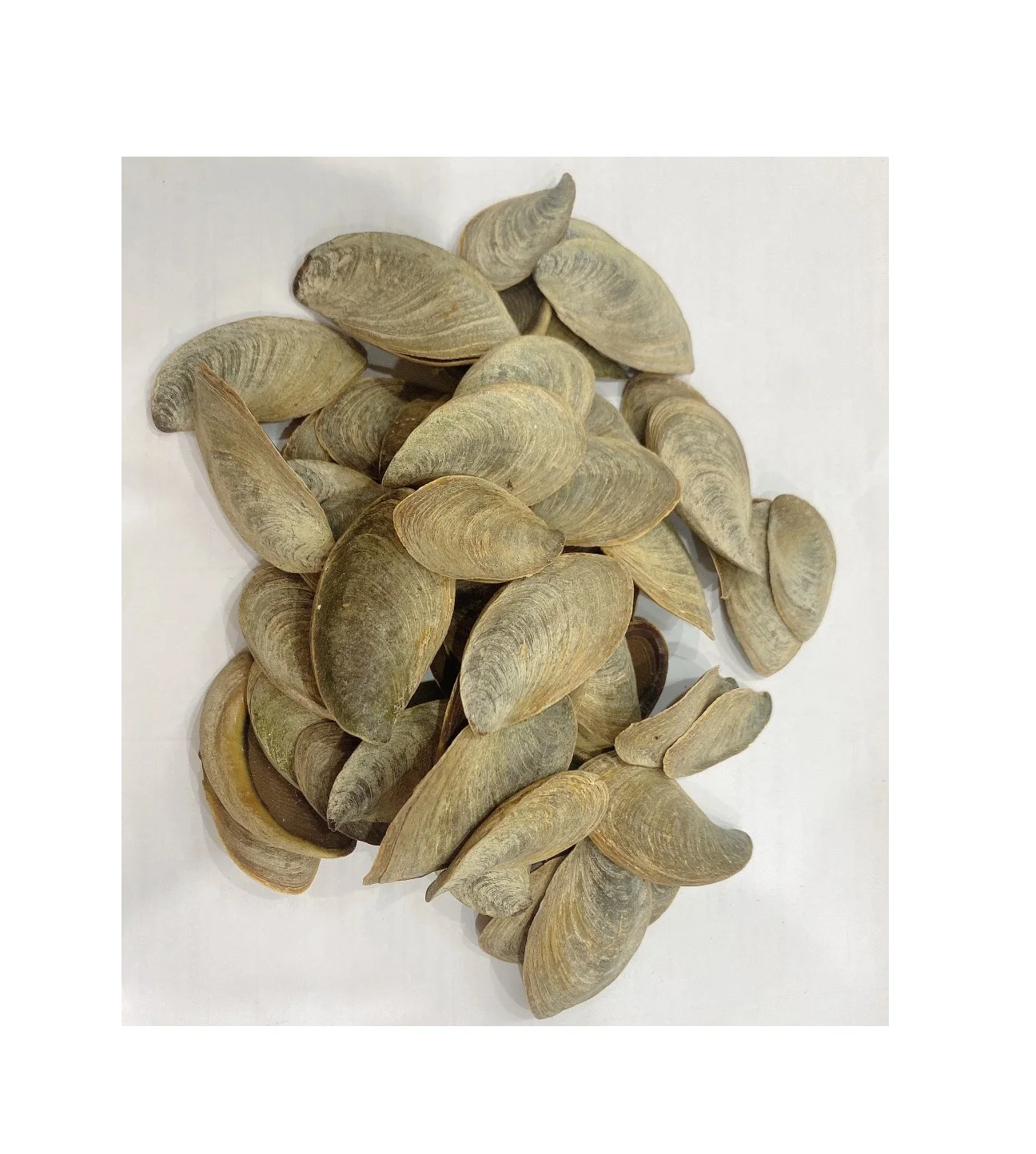 Cheap Price Dried Murex Operculum Shell Murex Operculum shells