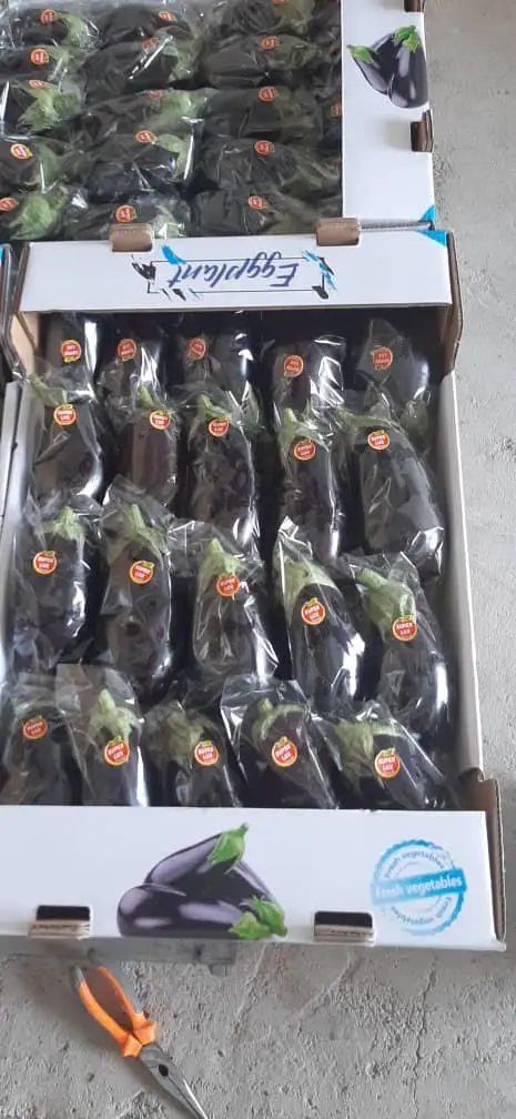 Fresh  eggplant
