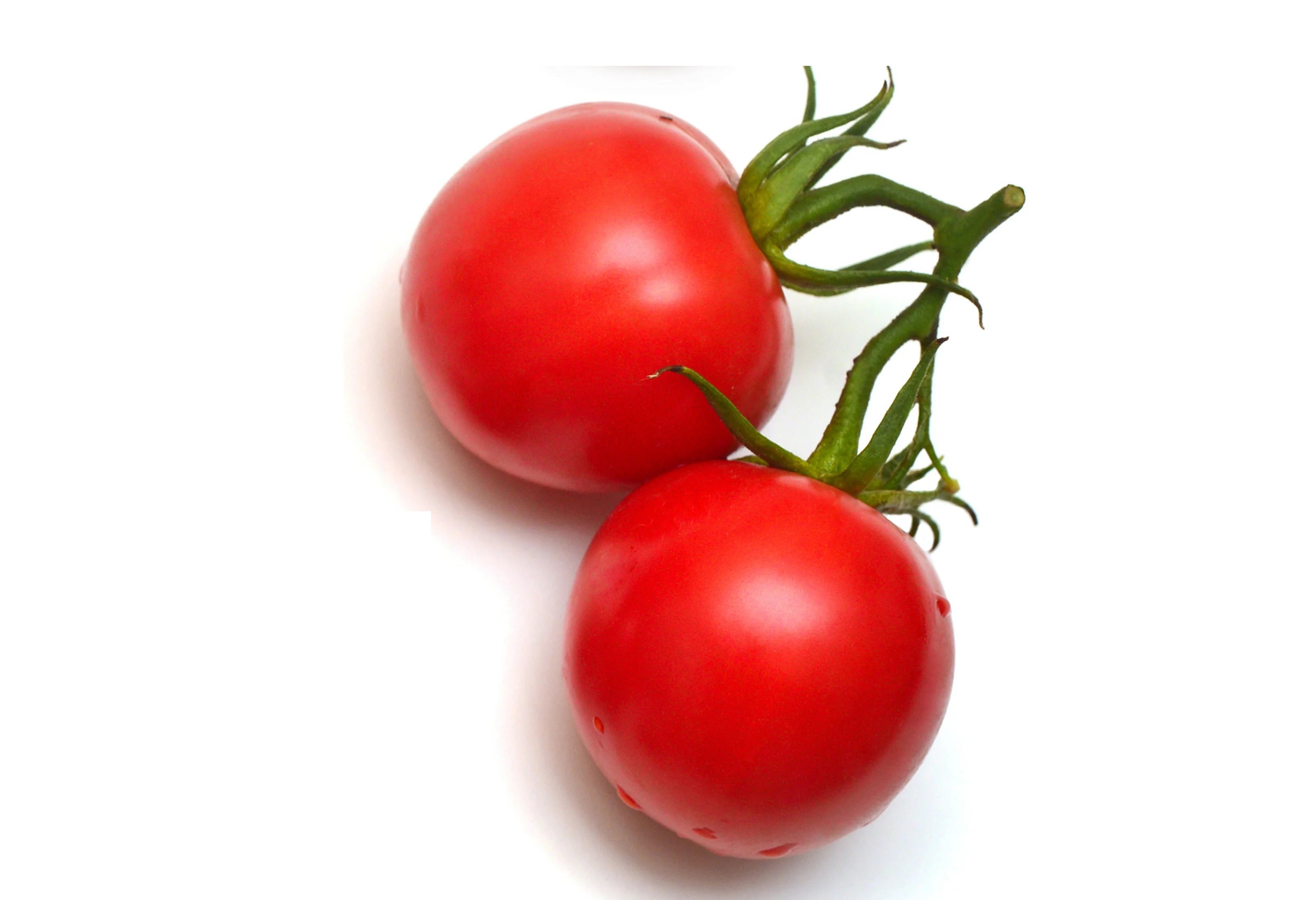 Natural High Quality Export from Turkey Bulk Box Style Storage Variety Product Place Model Maturity Red Fresh Tomatoes