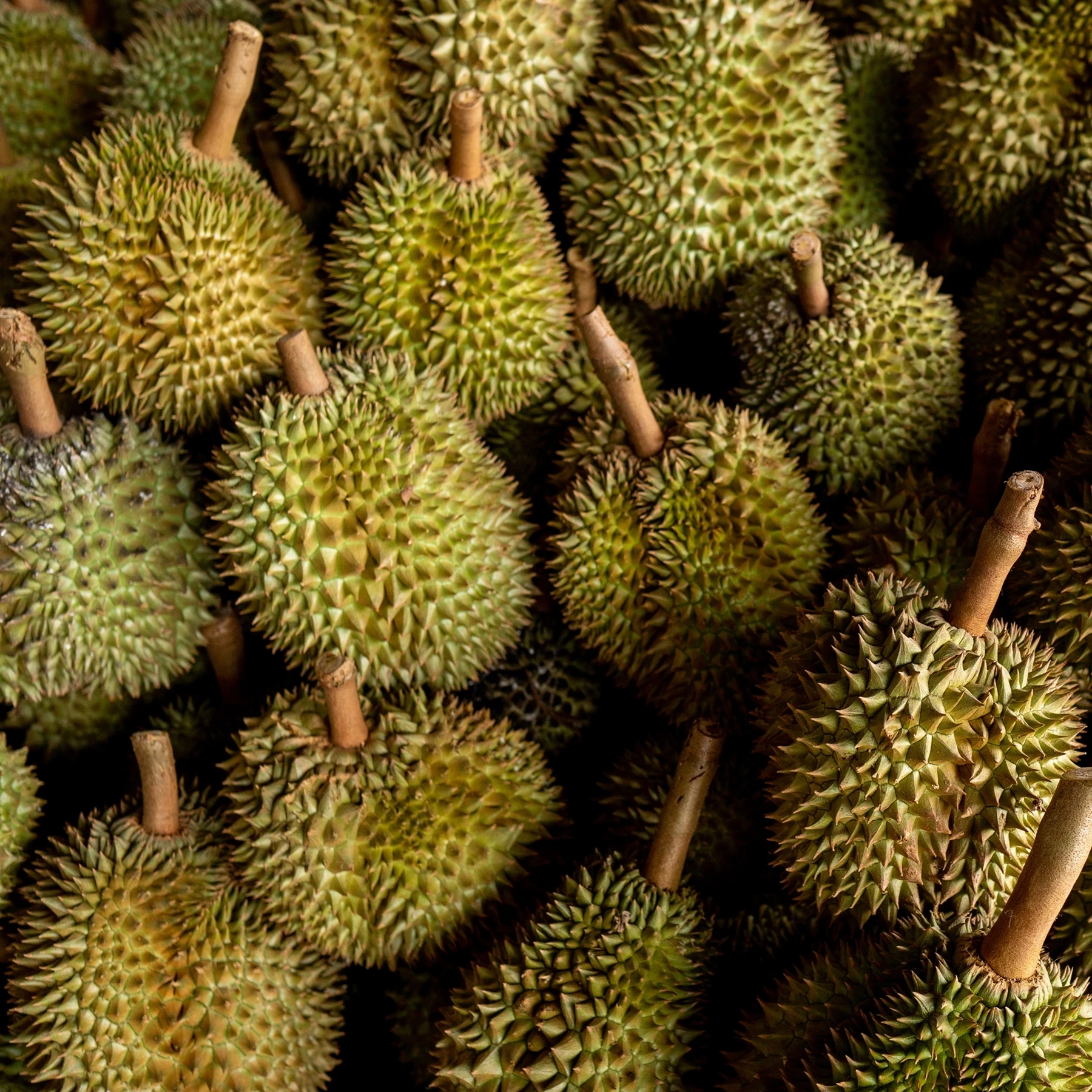 Fresh durians premium Monthong Durian fresh whole Thai fruit specially selected Fresh durian from thailand