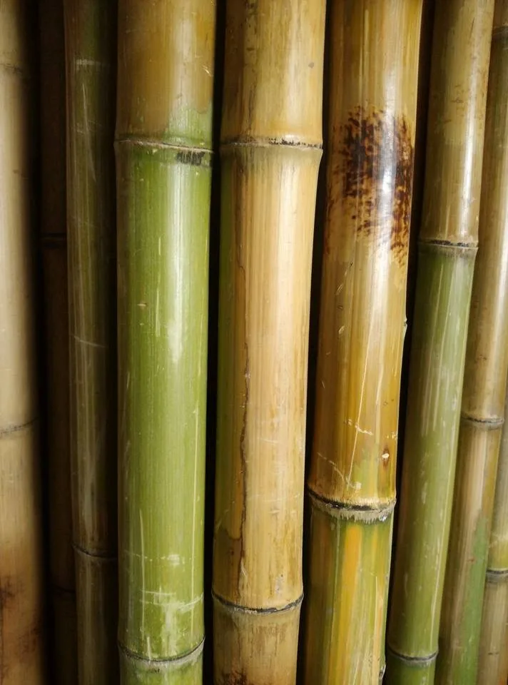  [Оптовая Продажа] сухой прямой бамбук по низкой цене для садового растения/Ms.May + 84 904183651