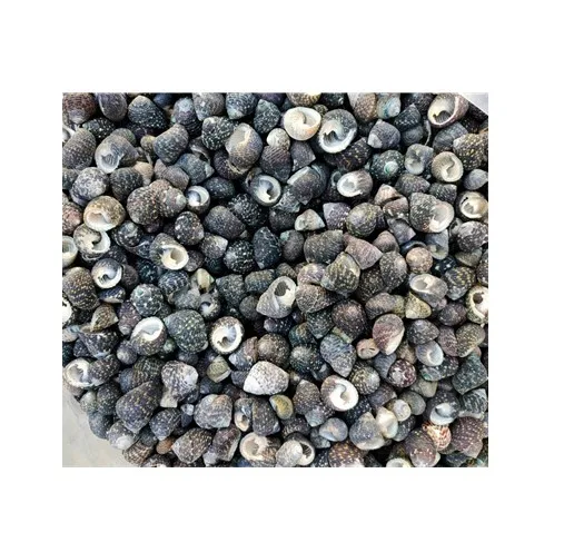 Речная ракушка Mussel Half Shell-яркий цвет натуральных ракушек по хорошей цене