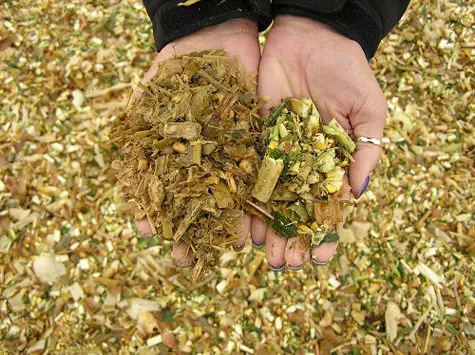 Animal feed corn silage Vietnam / maize silage Vietnam